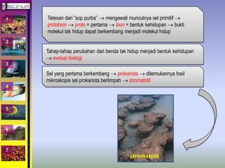 1 
2 
3 
4 
5 
6 
7 
Tetesan dari ”sop purba”  mengawali munculnya sel primitif  
protobion  proto = pertama  bion = bentuk kehidupan  bukti 
molekul tak hidup dapat berkembang menjadi molekul hidup 
Tahap-tahap perubahan dari benda tak hidup menjadi bentuk kehidupan 
 evolusi biologi 
Sel yang pertama berkembang  prokariota  ditemukannya fosil 
mikroskopis sel prokariota berlimpah  stromatolit 
stromatolit 
 