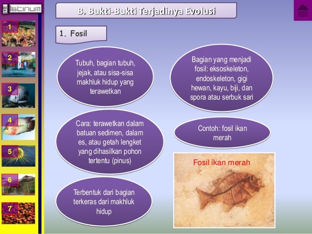 Buku xii bab 6 (Evolusi)