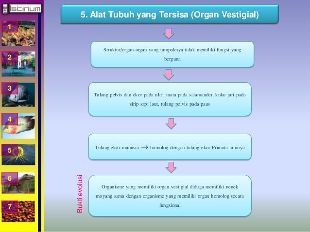 Buku xii bab 6 (Evolusi)