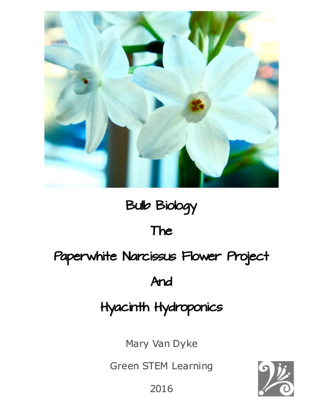 bulb biology the paperwhite narcissus flower project and hyacinth hy paper white flower bulb