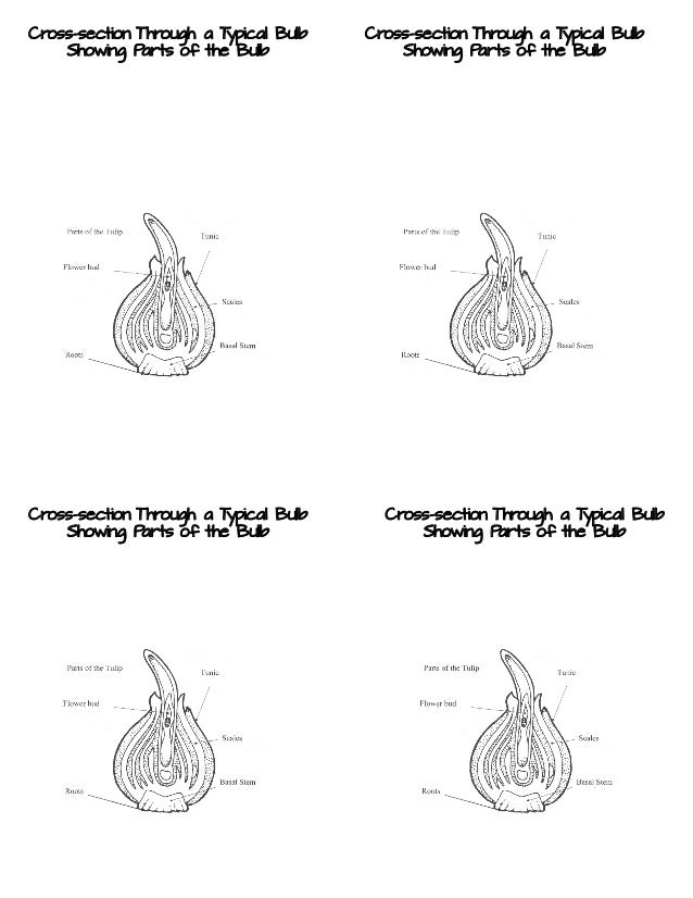 Bulb Biology, The Paperwhite Narcissus Flower Project And Hyacinth Hy…
