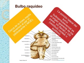Bulbo | PPTX