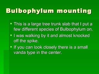Bulbophylum mounting ,[object Object],[object Object],[object Object]