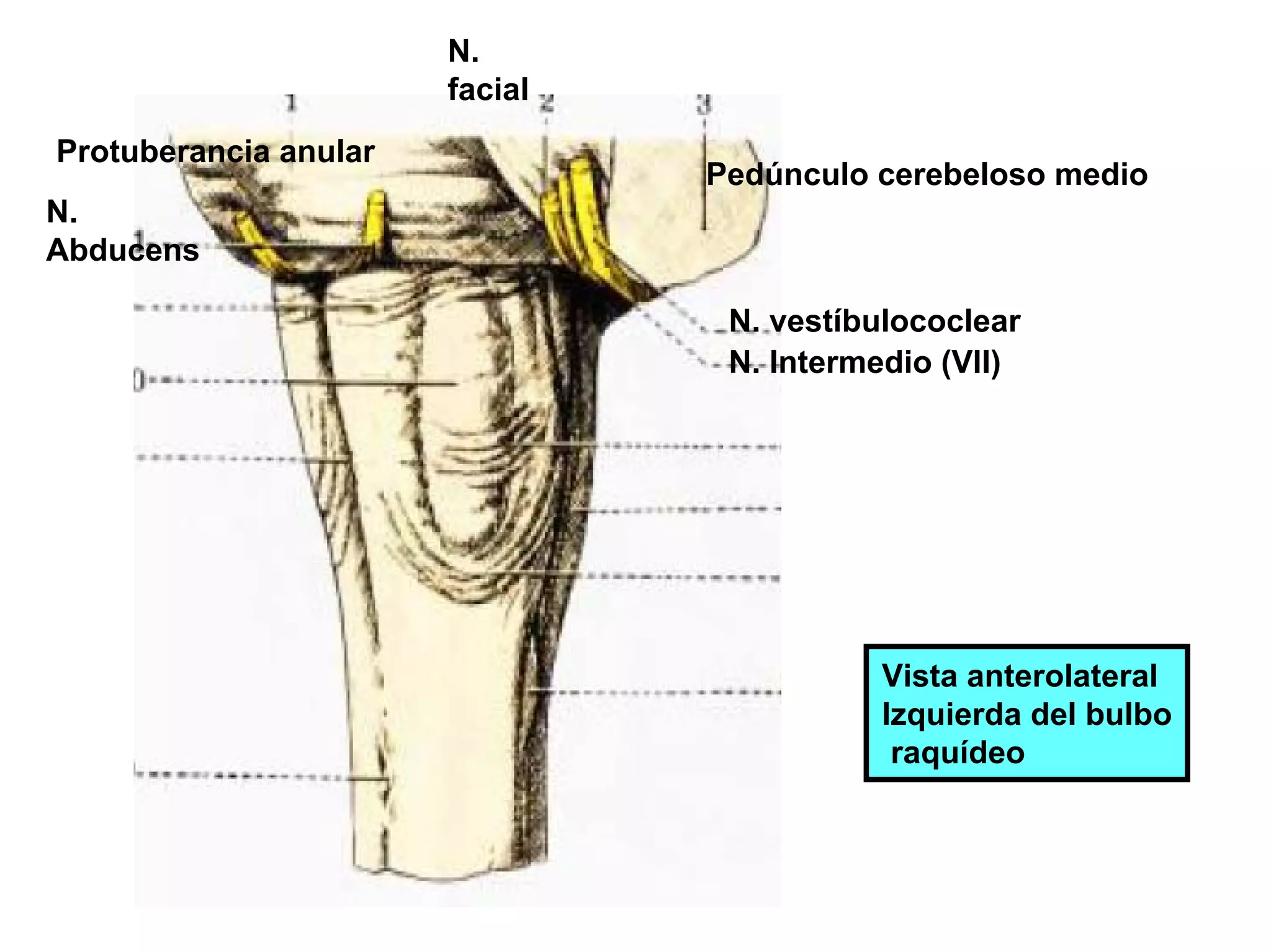 Bulbo Raquideo | PDF