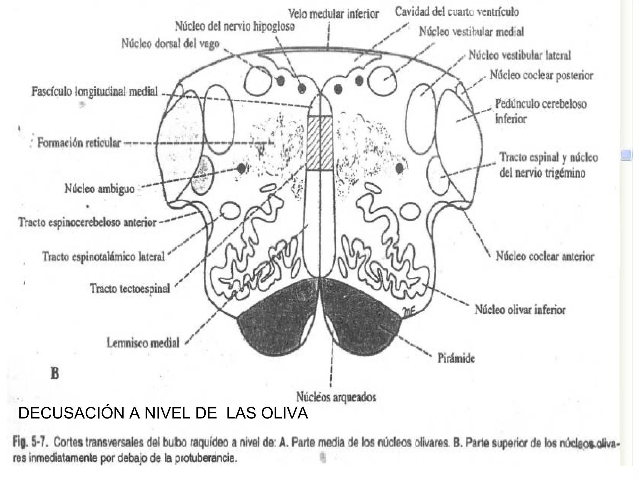 Bulbo Raquideo | PDF