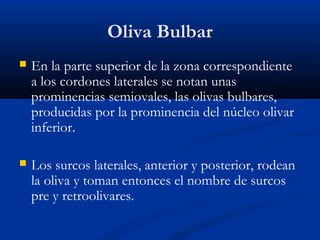 Oliva Bulbar
 En la parte superior de la zona correspondiente
a los cordones laterales se notan unas
prominencias semiovales, las olivas bulbares,
producidas por la prominencia del núcleo olivar
inferior.
 Los surcos laterales, anterior y posterior, rodean
la oliva y toman entonces el nombre de surcos
pre y retroolivares.
 
