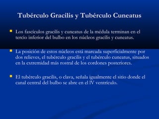 Tubérculo Gracilis y Tubérculo Cuneatus
 Los fascículos gracilis y cuneatus de la médula terminan en el
tercio inferior del bulbo en los núcleos gracilis y cuneatus.
 La posición de estos núcleos está marcada superficialmente por
dos relieves, el tubérculo gracilis y el tubérculo cuneatus, situados
en la extremidad más rostral de los cordones posteriores.
 El tubérculo gracilis, o clava, señala igualmente el sitio donde el
canal central del bulbo se abre en el lV ventrículo.
 