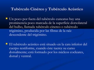 Tubérculo Cinéreo y Tubérculo Acústico
 Un poco por fuera del tubérculo cuneatus hay una
prominencia poco marcada de la superficie dorsolateral
del bulbo, llamada tubérculo cinereo o tubérculo
trigémino, producida por las fibras de la raíz
descendente del trigémino.
 El tubérculo acústico está situado en la cara inferior del
cuerpo restiforme, cuando éste tuerce su curso
dorsalmente; está formado por los núcleos cocleares,
dorsal y ventral.
 