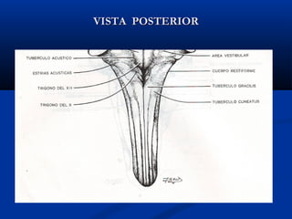 VISTA POSTERIORVISTA POSTERIOR
 
