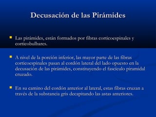 Decusación de las PirámidesDecusación de las Pirámides
 Las pirámides, están formados por fibras corticoespinales yLas pirámides, están formados por fibras corticoespinales y
corticobulbares.corticobulbares.
 A nivel de la porción inferior, las mayor parte de las fibrasA nivel de la porción inferior, las mayor parte de las fibras
corticoespinales pasan al cordón lateral del lado opuesto en lacorticoespinales pasan al cordón lateral del lado opuesto en la
decusación de las pirámides, constituyendo el fascículo piramidaldecusación de las pirámides, constituyendo el fascículo piramidal
cruzado.cruzado.
 En su camino del cordón anterior al lateral, estas fibras cruzan aEn su camino del cordón anterior al lateral, estas fibras cruzan a
través de la substancia gris decapitando las astas anteriores.través de la substancia gris decapitando las astas anteriores.
 