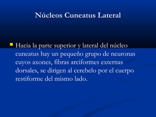 Núcleos Cuneatus Lateral
 Hacia la parte superior y lateral del núcleo
cuneatus hay un pequeño grupo de neuronas
cuyos axones, fibras arciformes externas
dorsales, se dirigen al cerebelo por el cuerpo
restiforme del mismo lado.
 