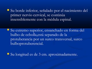  Su borde inferior, señalado por el nacimiento del
primer nervio cervical, se continúa
insensiblemente con la médula espinal.
 Su extremo superior, ensanchado en forma del
bulbo de cebolla,está separado de la
protuberancia por un surco transversal, surco
bulboprotuberencial.
 Su longitud es de 3 cm. aproximadamente.
 