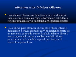 Aferentes a los Núcleos Olivares
 Los núcleos olivares reciben los axones de distintas
fuentes como el núcleo rojo, la formación reticular, la
región subtalámica y la substancia gris periacueductal.
 Esas fibras, para alcanzar el complejo olivar inferior,
descienden a través del tallo cervical haciendo parte de
un fascículo conocido como fascículo tálamo olivar o
tracto tegmental central y reciben también fibras
procedentes de la médula espinal que forman el
fascículo espinoolivar.
 