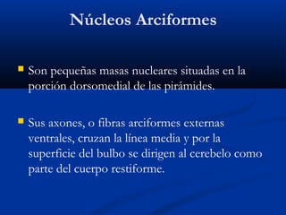 Núcleos Arciformes
 Son pequeñas masas nucleares situadas en la
porción dorsomedial de las pirámides.
 Sus axones, o fibras arciformes externas
ventrales, cruzan la línea media y por la
superficie del bulbo se dirigen al cerebelo como
parte del cuerpo restiforme.
 