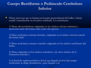 Cuerpo Restiforme o Pedúnculo Cerebeloso
Inferior
 Fibras nerviosas que se forman en la parte posterolateral del bulbo y limita
caudal y lateralmente en el cuarto ventrículo. Lo constituyen:
1) fibras olivocerebelosas originadas en los núcleos olivares inferiores y
accesorios tanto del mismo lado como del opuesto.
2) fibras arciformes externas dorsales, originadas en el núcleo cuneatus lateral
del mismo lado
3) fibras arciformes externas ventrales originadas en los núcleos arciformes del
bulbo.
4) fibras originadas en los núcleos reticulares y de otros núcleos de la
formación reticular y
5) el fascículo espinocerebeloso dorsal que llegado al nivel del cuerpo
restiformes se dirige dorsalmente para sumarse a él.
 