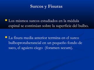 Surcos y Fisuras
 Los mismos surcos estudiados en la médula
espinal se continúan sobre la superficie del bulbo.
 La fisura media anterior termina en el surco
bulboprotuberancial en un pequeño fondo de
saco, el aguiero ciego (foramen secum).
 