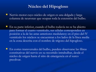 Núcleo del Hipogloso
 Nervio motor cuyo núcleo de origen es una delgada y larga
columna de neuronas que ocupan toda la extensión del bulbo.
 En su parte inferior, cuando el bulbo todavía no se ha abierto
para formar el cuarto ventrículo, sus células corresponden en
posición a la de las astas anteriores medularesy en el piso del lV
ventrículo los núcleos se encuentran a los lados de la línea media
en la zona descrita con el nombre de trígono del hipogloso.
 En cortes transversales del bulbo, pueden observarse las fibras
constitutivas del nervio en su recorrido intrabulbar, desde el
núcleo de origen hasta el sitio de emergencia en el surco
preolivar.
 