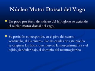 Núcleo Motor Dorsal del Vago
 Un poco por fuera del núcleo del hipogloso se extiende
el núcleo motor dorsal del vago.
 Su posición corresponde, en el piso del cuarto
ventrículo, al ala cinérea. De las células de este núcleo
se originan las fibras que inervan la musculatura lisa y el
tejido glandular bajo el dominio del neumogástrico
 
