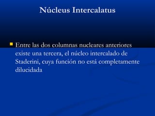 Núcleus Intercalatus
 Entre las dos columnas nucleares anteriores
existe una tercera, el núcleo intercalado de
Staderini, cuya función no está completamente
dilucidada
 