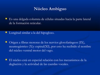 Núcleo Ambiguo
 Es una delgada columna de células situadas hacia la parte lateral
de la formación reticular.
 Longitud similar a la del hipogloso.
 Origen a fibras motoras de los nervios glosofaríngeos (IX),
neumogástrico (X)y espinal(XI), por esto ha recibido el nombre
del núcleo ventral motor del vago.
 El núcleo está en especial relación con los mecanismos de la
deglución y la actividad de las cuerdas vocales.
 