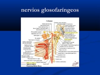 nervios glosofaríngeos
 