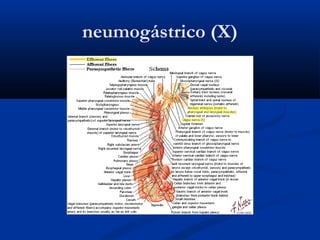 neumogástrico (X)
 