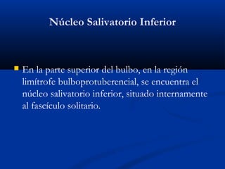 Núcleo Salivatorio Inferior
 En la parte superior del bulbo, en la región
limítrofe bulboprotuberencial, se encuentra el
núcleo salivatorio inferior, situado internamente
al fascículo solitario.
 