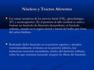 Núcleos y Tractos AferentesNúcleos y Tractos Aferentes
 Las ramas sensitivas de los nervios facial (VII), glosofaríngeo
(IV) y neumogástrico (X) al penetrar al tallo cerebral se unen y
forman un fascículo de dirección descendente, el fascículo
solitario, situado en la región dorsal y lateral del bulbo por fuera
del salcus limilans.
 Rodeando dicho fascículo en su porción superior y situados
ventrolateralmente al mismo en su porción inferior, hay
numerosas neuronas secundarias, núcleo del fascículo solitario,
sobre las que terminan haciendo sinapsis las fibras del fascículo.
 