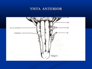 VISTA ANTERIORVISTA ANTERIOR
 