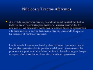 Núcleos y Tractos AferentesNúcleos y Tractos Aferentes
 A nivel de su porción caudal, cuando el canal central del bulbo
todavía no se ha abierto para formar el cuarto ventrículo, los
núcleos de los fascículos solitarios de ambos lados se aproximan
a la línea media, y aun se fusionan entre sí, formando lo que se
ha llamado el núcleo comisural.
Las fibras de los nervios facial y glosofaríngeo que traen desde
las papilas gustativas las impresiones del gusto terminan en las
porciones superiores del núcleo del fascículo solitario, por lo que
esta porción ha recibido el nombre de núcleo gustativo.
 