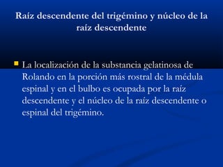 Raíz descendente del trigémino y núcleo de la
raíz descendente
 La localización de la substancia gelatinosa de
Rolando en la porción más rostral de la médula
espinal y en el bulbo es ocupada por la raíz
descendente y el núcleo de la raíz descendente o
espinal del trigémino.
 