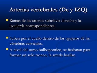 Arterias vertebrales (De y IZQ)Arterias vertebrales (De y IZQ)
 Ramas de las arterias subclavia derecha y laRamas de las arterias subclavia derecha y la
izquierda correspondientes.izquierda correspondientes.
 Suben por el cuello dentro de los agujeros de lasSuben por el cuello dentro de los agujeros de las
vértebras cervicales.vértebras cervicales.
 A nivel del surco bulbopontico, se fusionan paraA nivel del surco bulbopontico, se fusionan para
formar un solo tronco, la arteria basilar.formar un solo tronco, la arteria basilar.
 