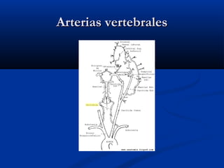 Arterias vertebralesArterias vertebrales
 