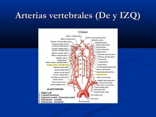 Arterias vertebrales (De y IZQ)Arterias vertebrales (De y IZQ)
 