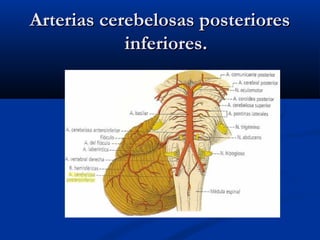 Arterias cerebelosas posterioresArterias cerebelosas posteriores
inferiores.inferiores.
 