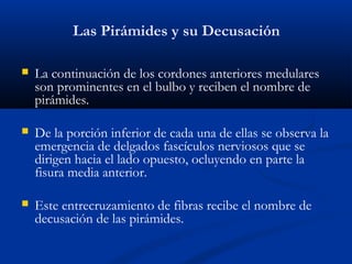 Las Pirámides y su Decusación
 La continuación de los cordones anteriores medulares
son prominentes en el bulbo y reciben el nombre de
pirámides.
 De la porción inferior de cada una de ellas se observa la
emergencia de delgados fascículos nerviosos que se
dirigen hacia el lado opuesto, ocluyendo en parte la
fisura media anterior.
 Este entrecruzamiento de fibras recibe el nombre de
decusación de las pirámides.
 