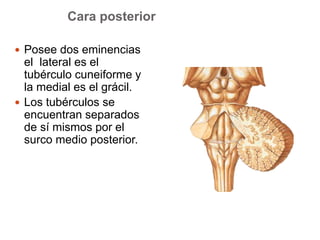 Cara posterior 
 Posee dos eminencias 
el lateral es el 
tubérculo cuneiforme y 
la medial es el grácil. 
 Los tubérculos se 
encuentran separados 
de sí mismos por el 
surco medio posterior. 
 