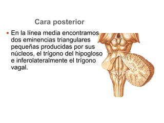 Cara posterior 
 En la línea media encontramos 
dos eminencias triangulares 
pequeñas producidas por sus 
núcleos, el trígono del hipogloso 
e inferolateralmente el trígono 
vagal. 
 