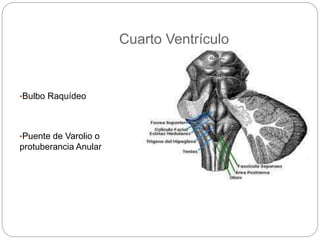 Cuarto Ventrículo 
Departamento de Anatomía Humana, U. A. N. L. 
•Bulbo Raquídeo 
•Puente de Varolio o 
protuberancia Anular 
 