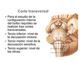 Corte transversal 
 Para el estudio de la 
configuración interna 
del bulbo raquídeo se 
realizan tres cortes 
transversales. 
 Tercio inferior: nivel de 
la decusación motora. 
 Tercio medio: nivel de la 
decusación sensitiva. 
 Tercio superior: nivel de 
las olivas. 
 