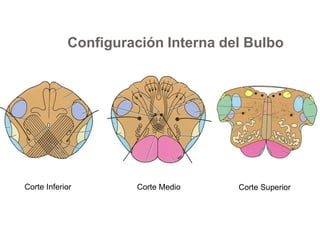 Configuración Interna del Bulbo 
Corte Inferior Corte Medio Corte Superior 
 