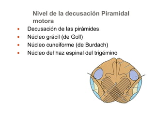 Nivel de la decusación Piramidal 
motora 
 Decusación de las pirámides 
 Núcleo grácil (de Goll) 
 Núcleo cuneiforme (de Burdach) 
 Núcleo del haz espinal del trigémino 
 