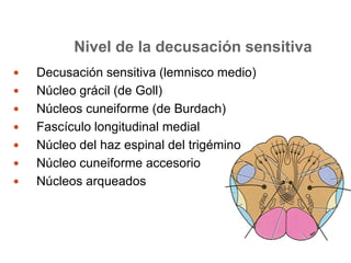 Nivel de la decusación sensitiva 
 Decusación sensitiva (lemnisco medio) 
 Núcleo grácil (de Goll) 
 Núcleos cuneiforme (de Burdach) 
 Fascículo longitudinal medial 
 Núcleo del haz espinal del trigémino 
 Núcleo cuneiforme accesorio 
 Núcleos arqueados 
 