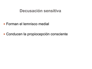Decusación sensitiva 
 Forman el lemnisco medial 
 Conducen la propiocepción consciente 
 