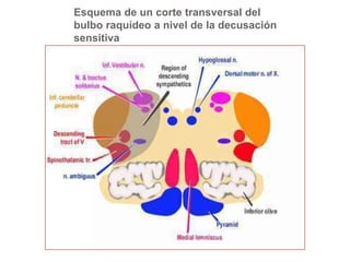 Esquema de un corte transversal del 
bulbo raquídeo a nivel de la decusación 
sensitiva 
 