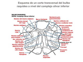 Esquema de un corte transversal del bulbo 
raquídeo a nivel del complejo olivar inferior 
 