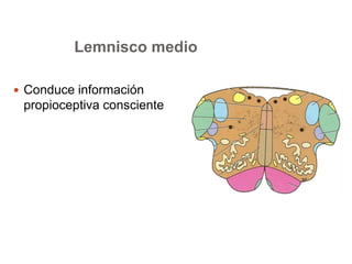 Lemnisco medio 
 Conduce información 
propioceptiva consciente 
 