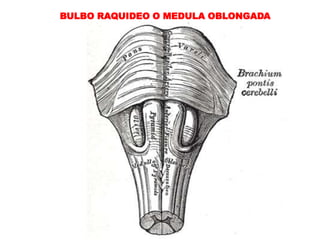 BULBO RAQUIDEO O MEDULA OBLONGADA 
 