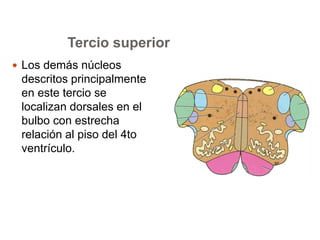 Tercio superior 
 Los demás núcleos 
descritos principalmente 
en este tercio se 
localizan dorsales en el 
bulbo con estrecha 
relación al piso del 4to 
ventrículo. 
 