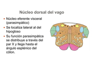 Núcleo dorsal del vago 
 Núcleo eferente visceral 
(parasimpático) 
 Se localiza lateral al del 
hipogloso 
 Su función parasimpática 
se distribuye a través del 
par X y llega hasta el 
ángulo esplénico del 
cólon. 
 